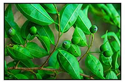 ziziphus talanae|Balakat (Ziziphus talanai) .